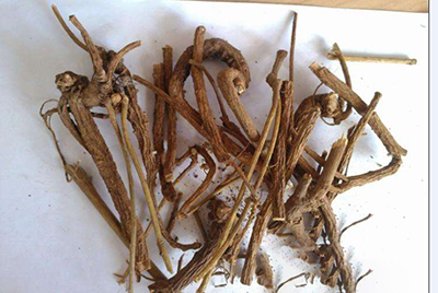 豆根成分检测